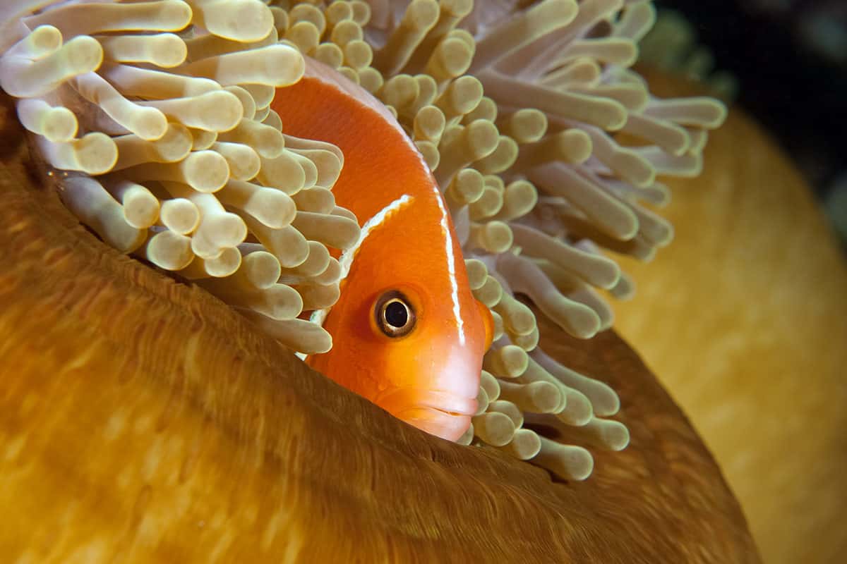 Scuba Network Fort Lauderdale