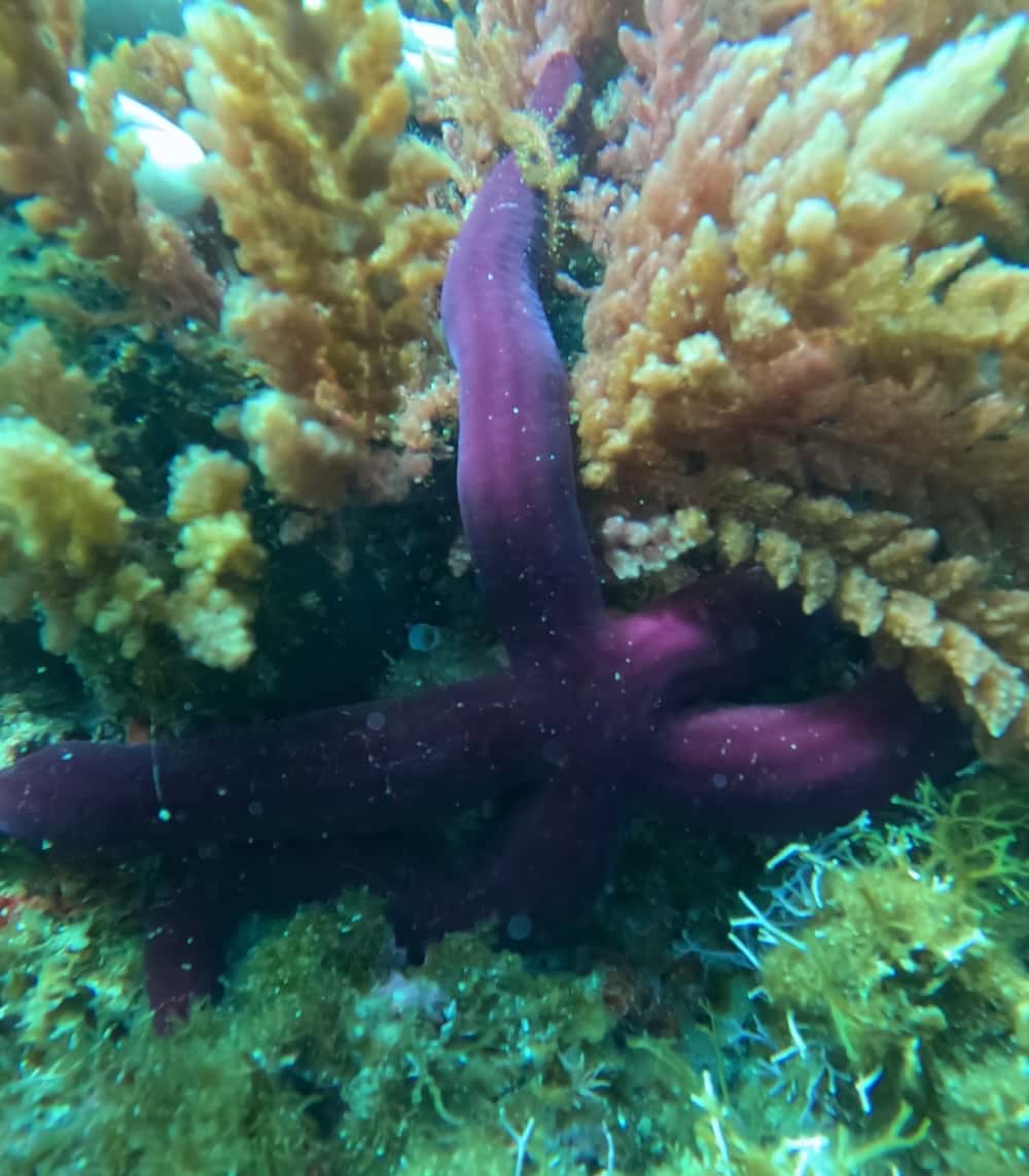 Scuba PLUS