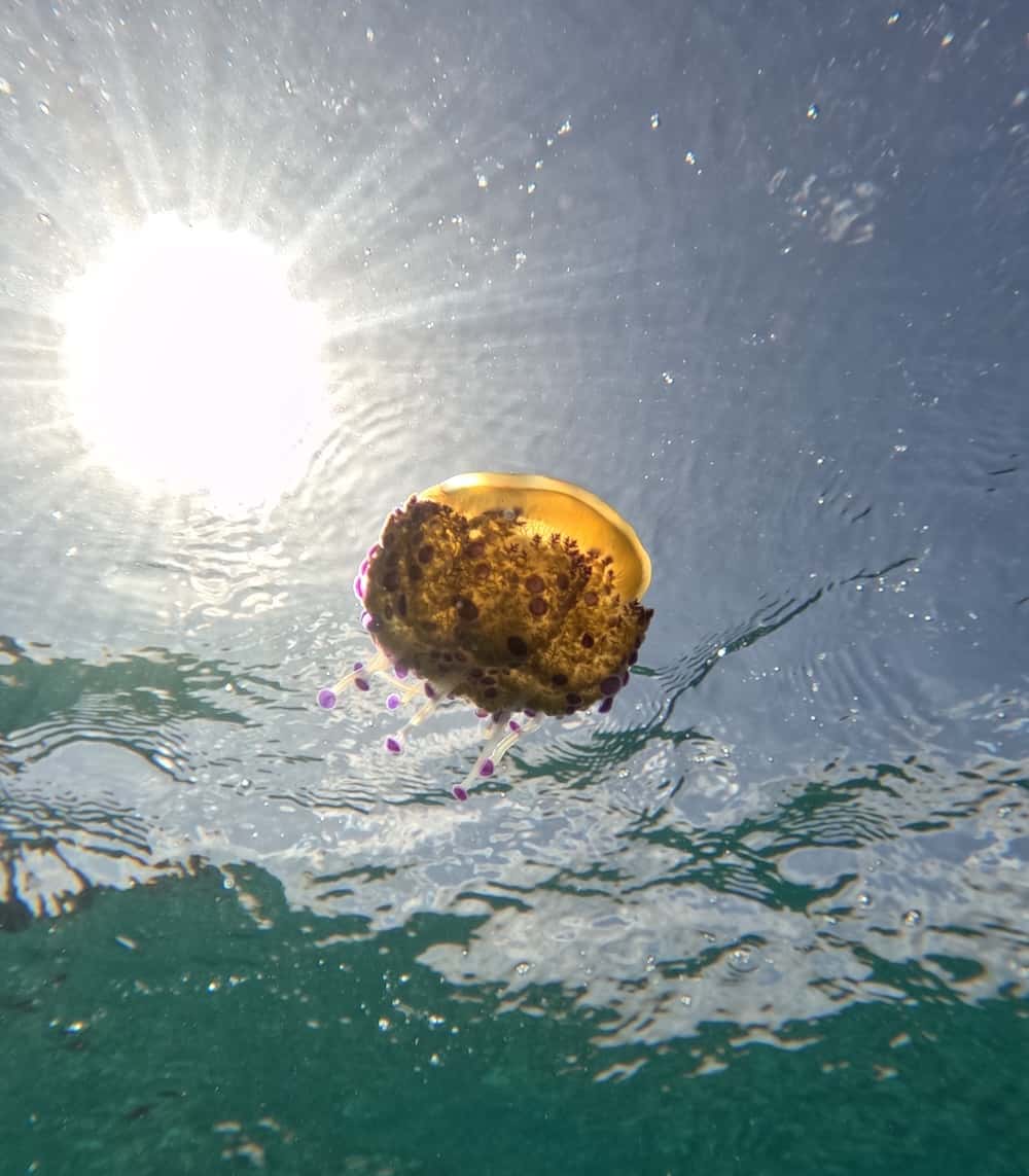 Scuba PLUS — photo 2