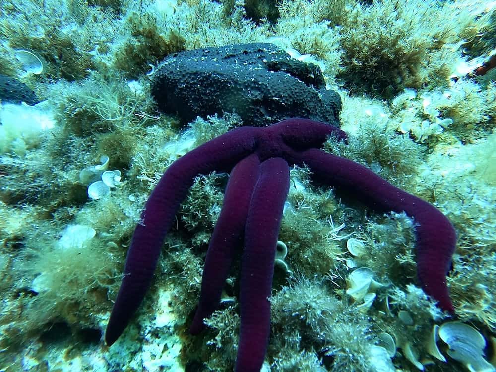 Scuba PLUS — photo 3