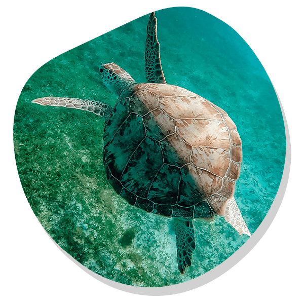 S.E Diving Aruba – Fly And Dive Aruba