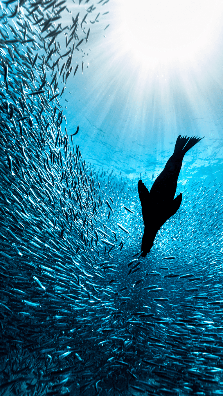 Sea Lions Dive Center