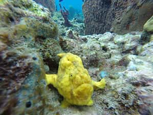 Serenity Dive — photo 3