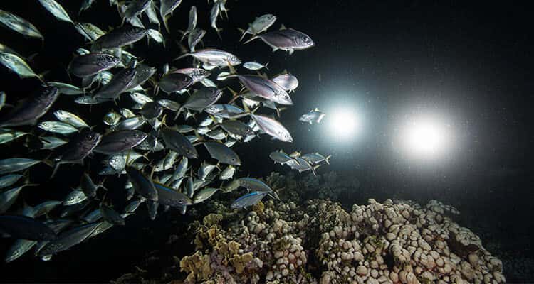 Solo Buceo — photo 3