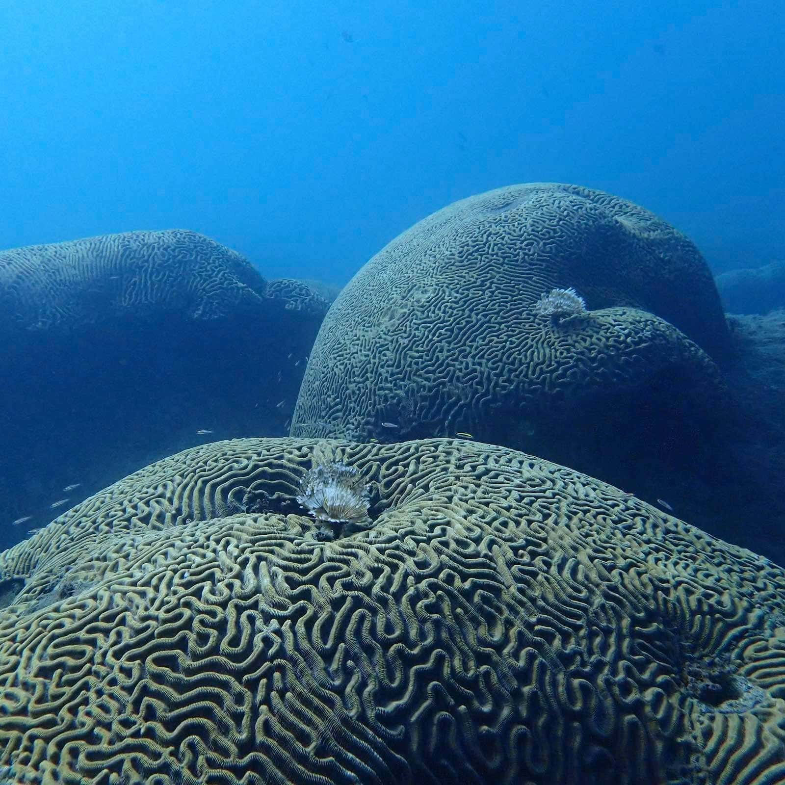 Sony Dive Center — photo 5