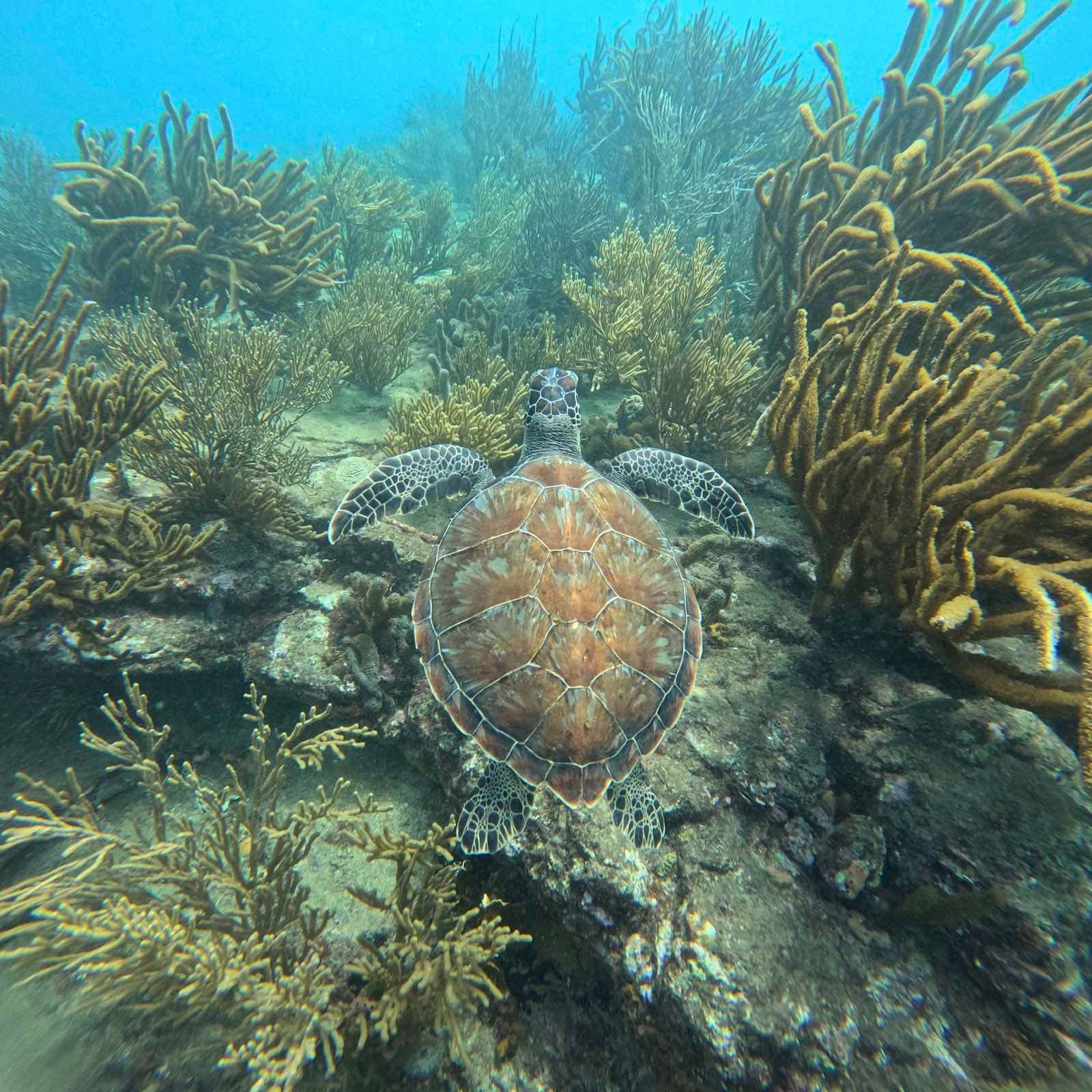 Sony Dive Center — photo 4