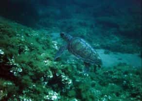 Ocean Corfu — photo 2