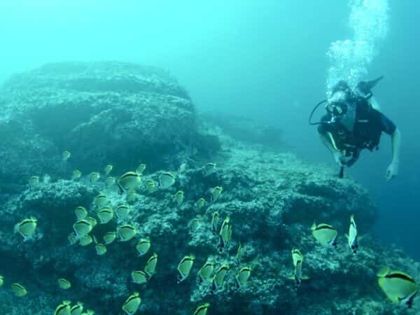 Spearmex — photo 2