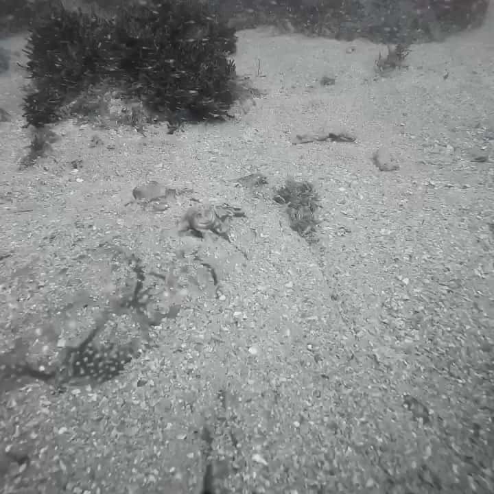 Scuba Miguel — photo 3