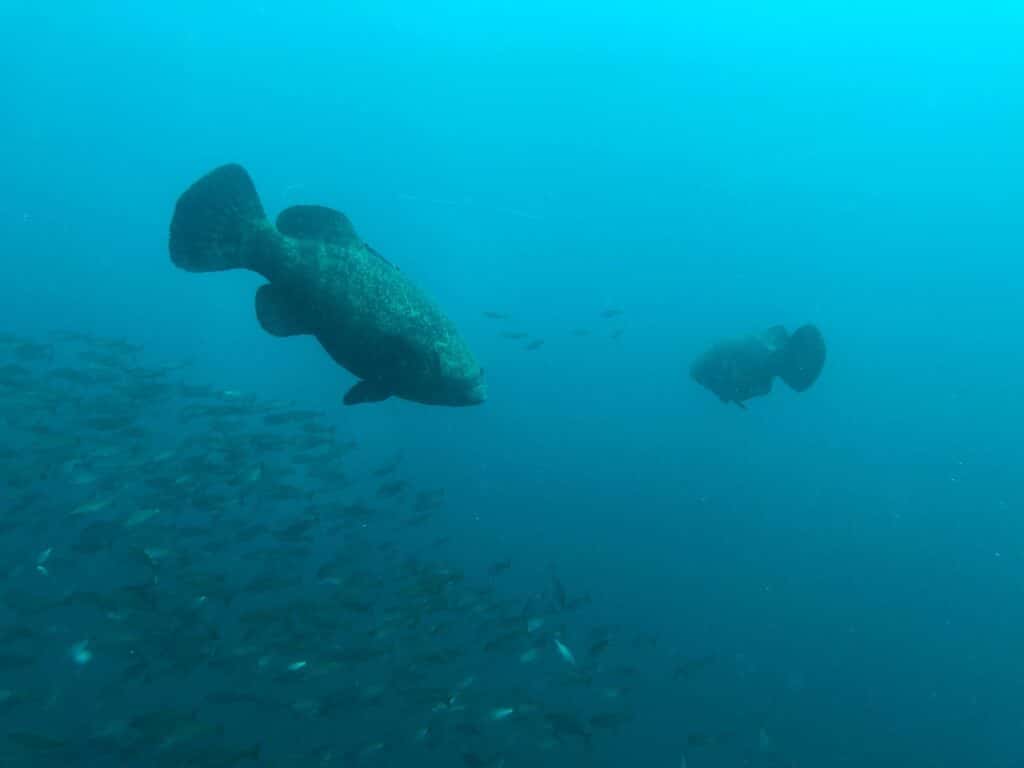 Steel Slinger Dive Charters — photo 2