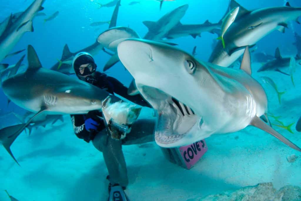 Stuart Cove's Dive Bahamas — photo 2
