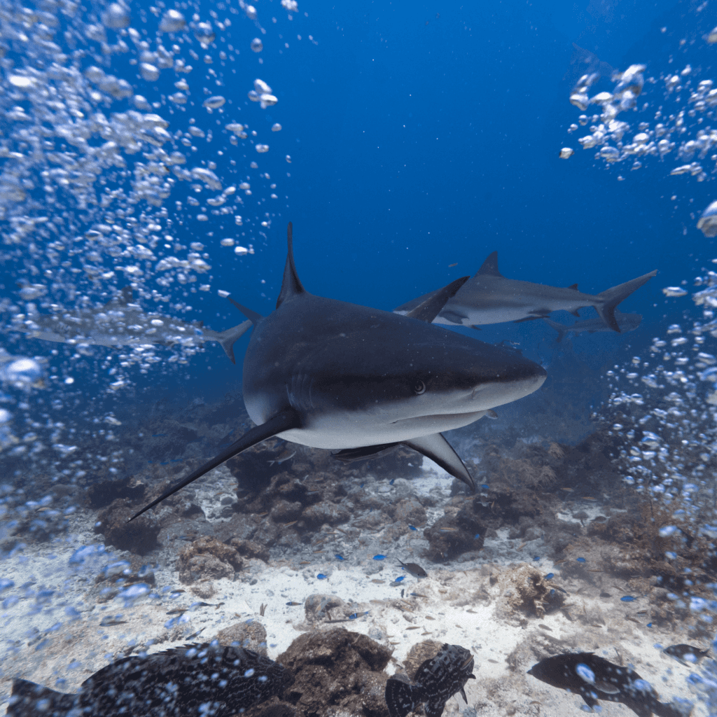 Sun Divers Roatan — photo 2