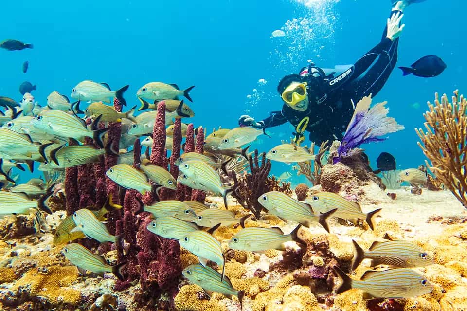 Tank-Ha Dive Center