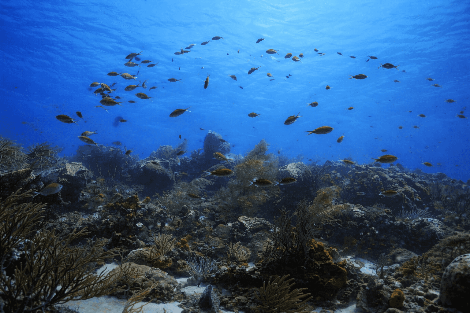 Tobago Dive Experience — photo 3