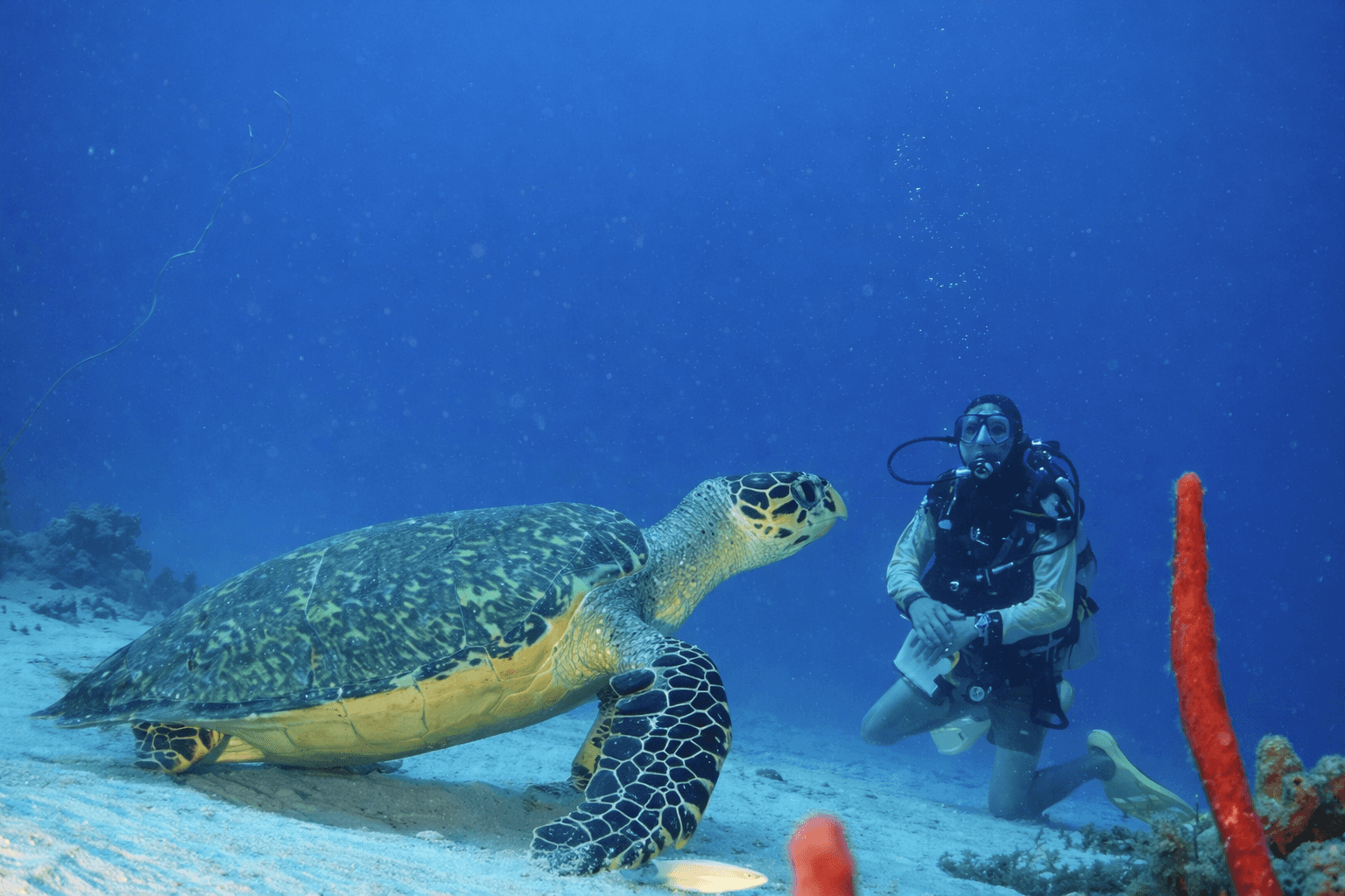 Tobago Dive Experience