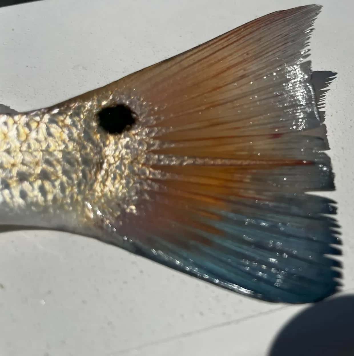 Underdog Fishing Charters — photo 4