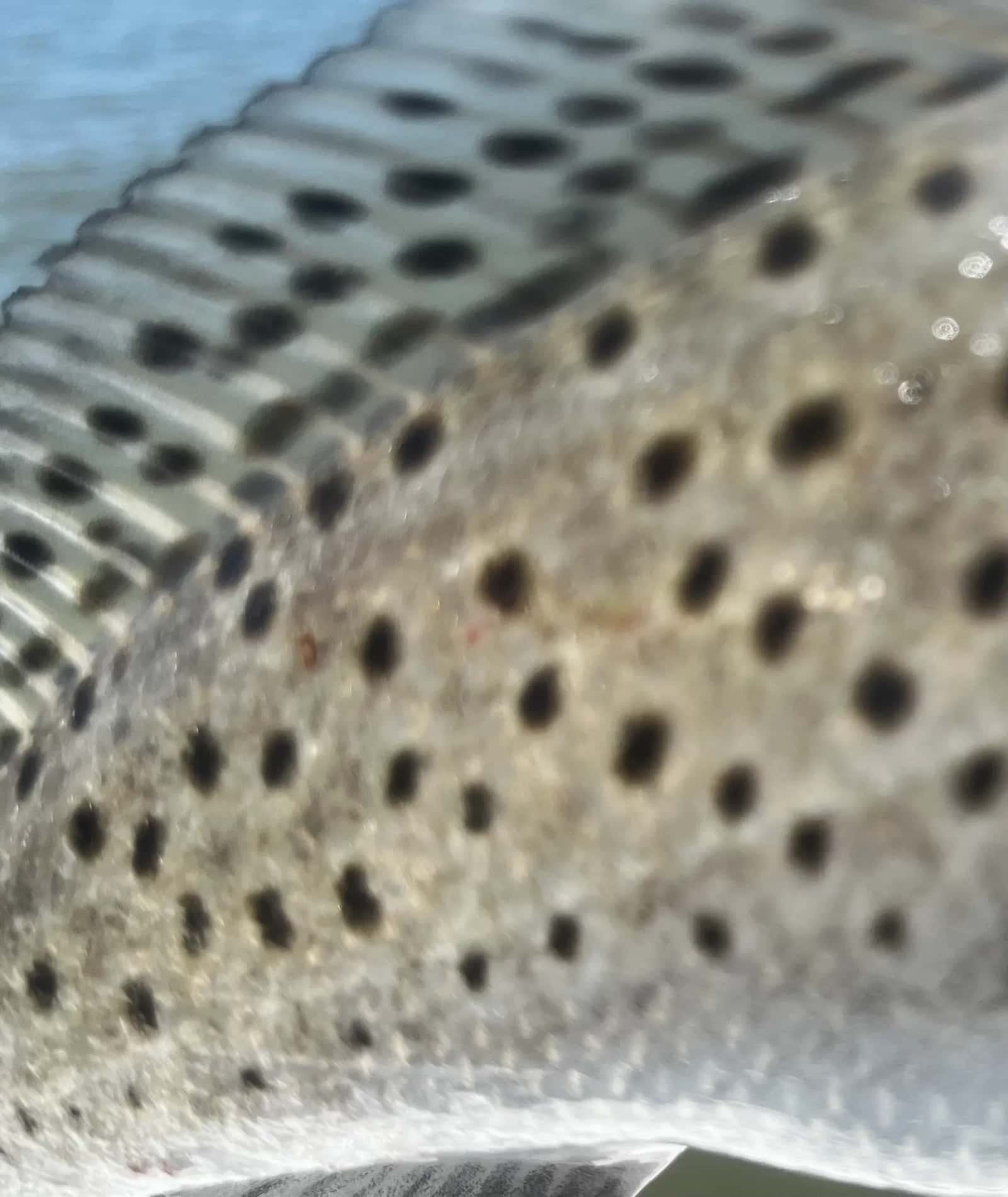 Underdog Fishing Charters — photo 1
