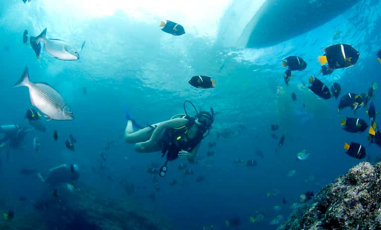 Vallarta Under Sea — photo 3