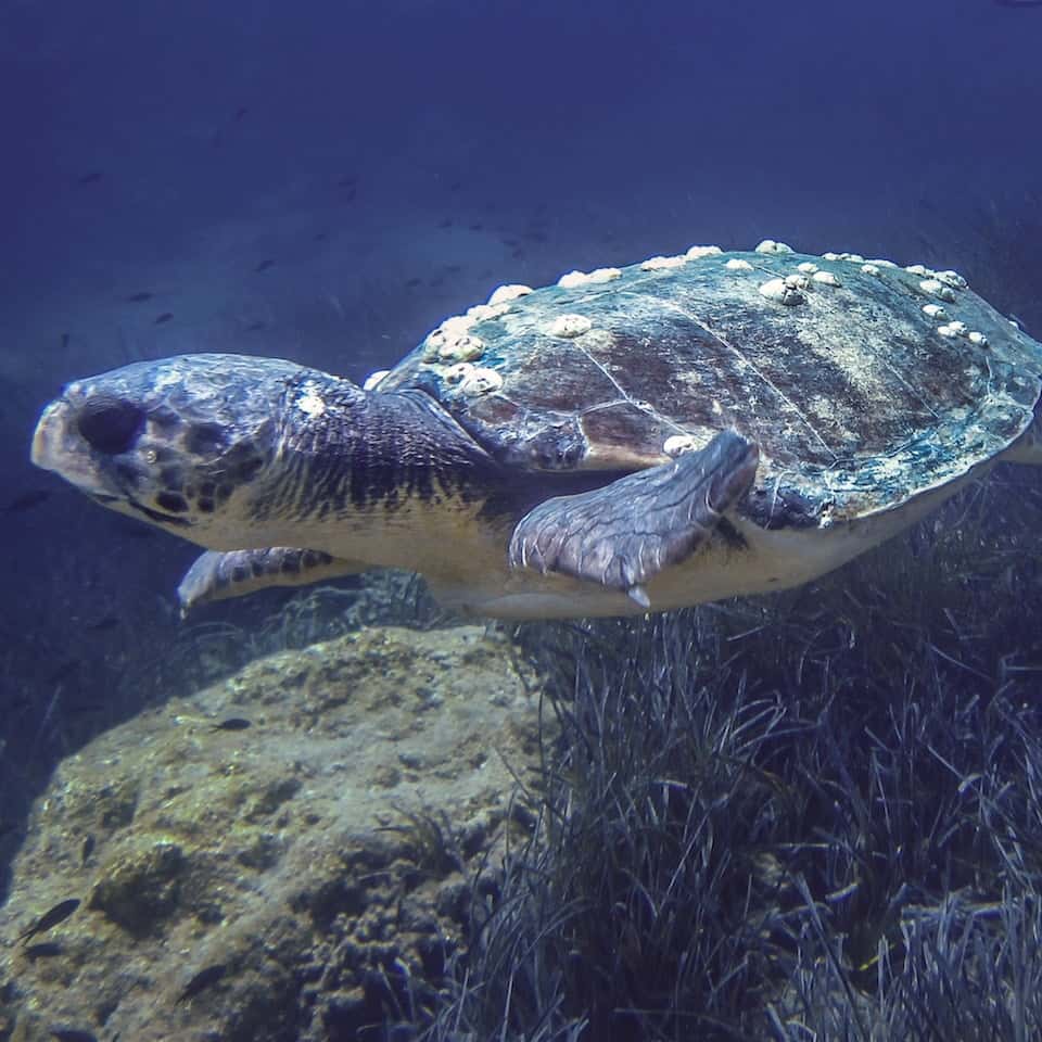 Karina Wild Fun Dive Club — photo 3