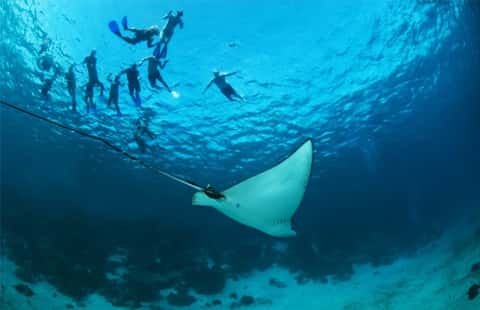 Amigos del Mar
