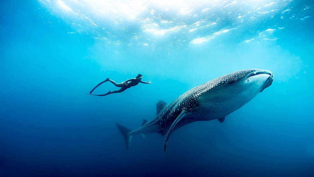 Apnea Galapagos — photo 3