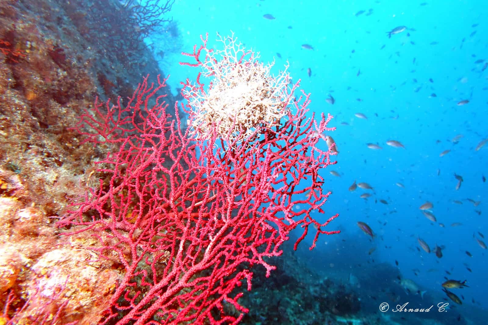 Atoll Plongée Marseille — photo 2