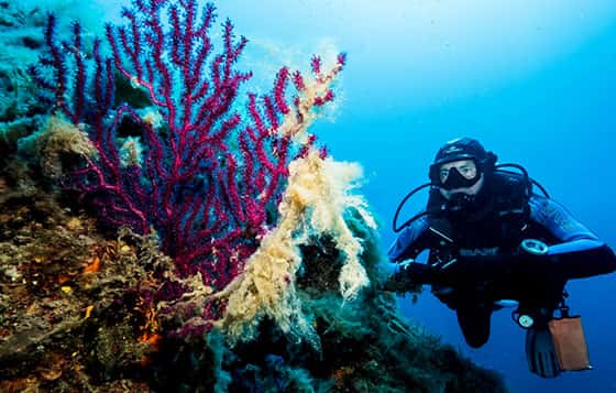 Bluelba Diving Center