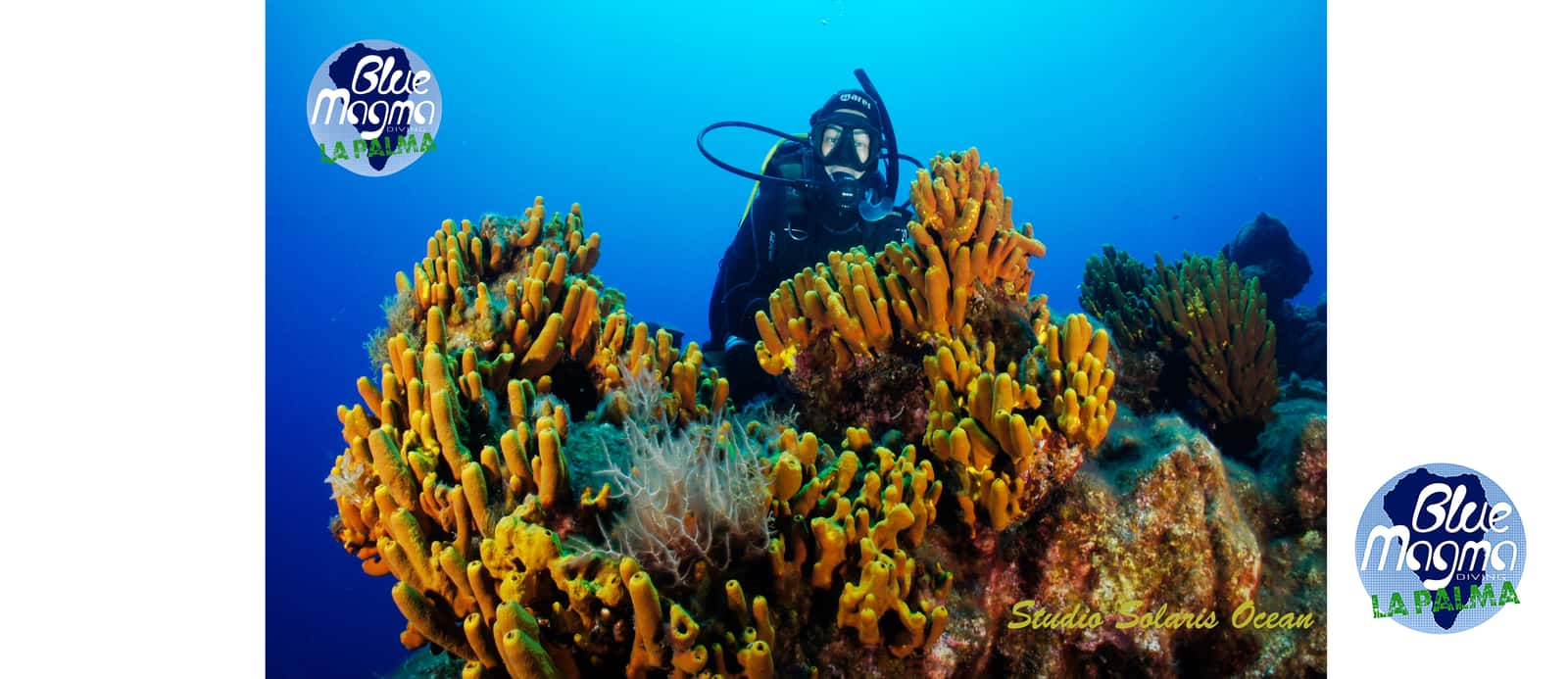 BUCEO LA PALMA - BLUE MAGMA DIVING — photo 3
