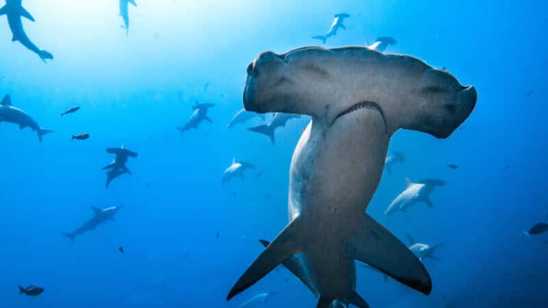 Blue Ocean Diving — photo 3