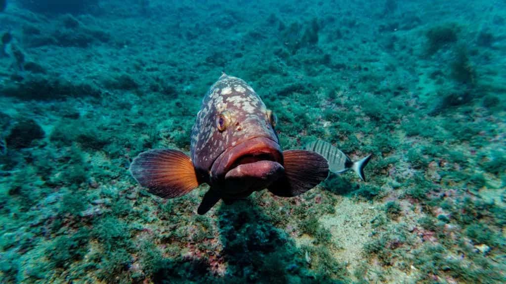 Calypso Diving — photo 2