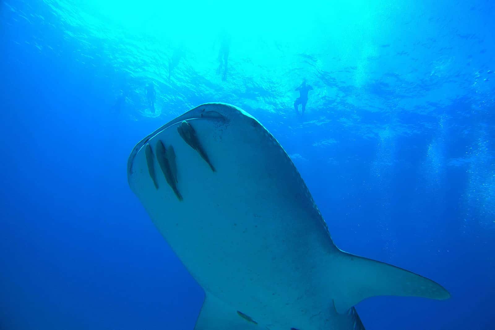 Cano Divers — photo 1