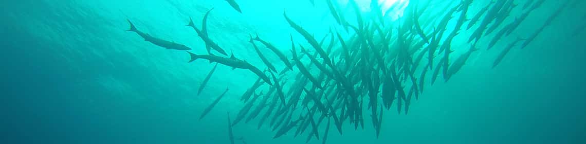 Cano Divers — photo 2