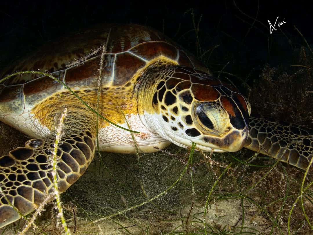 Coral Point Diving — photo 2