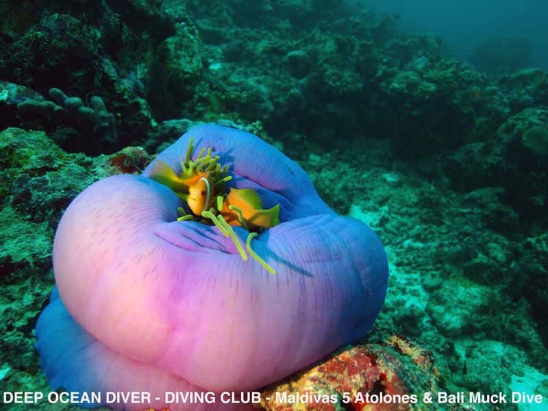 Deep Ocean Diver — photo 3