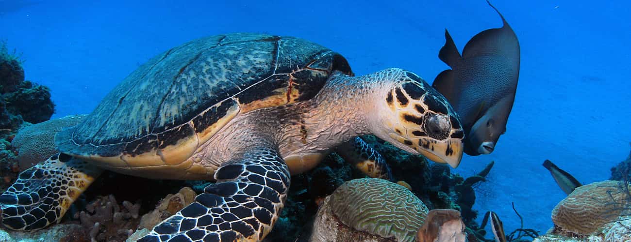 Deep South Scuba