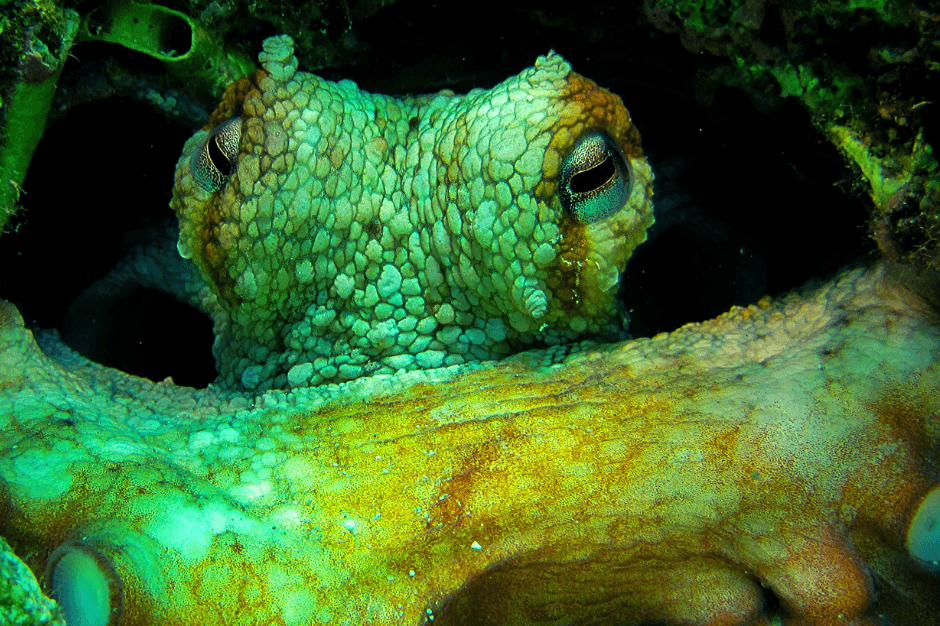 Abyss Scuba Diving Club Malta