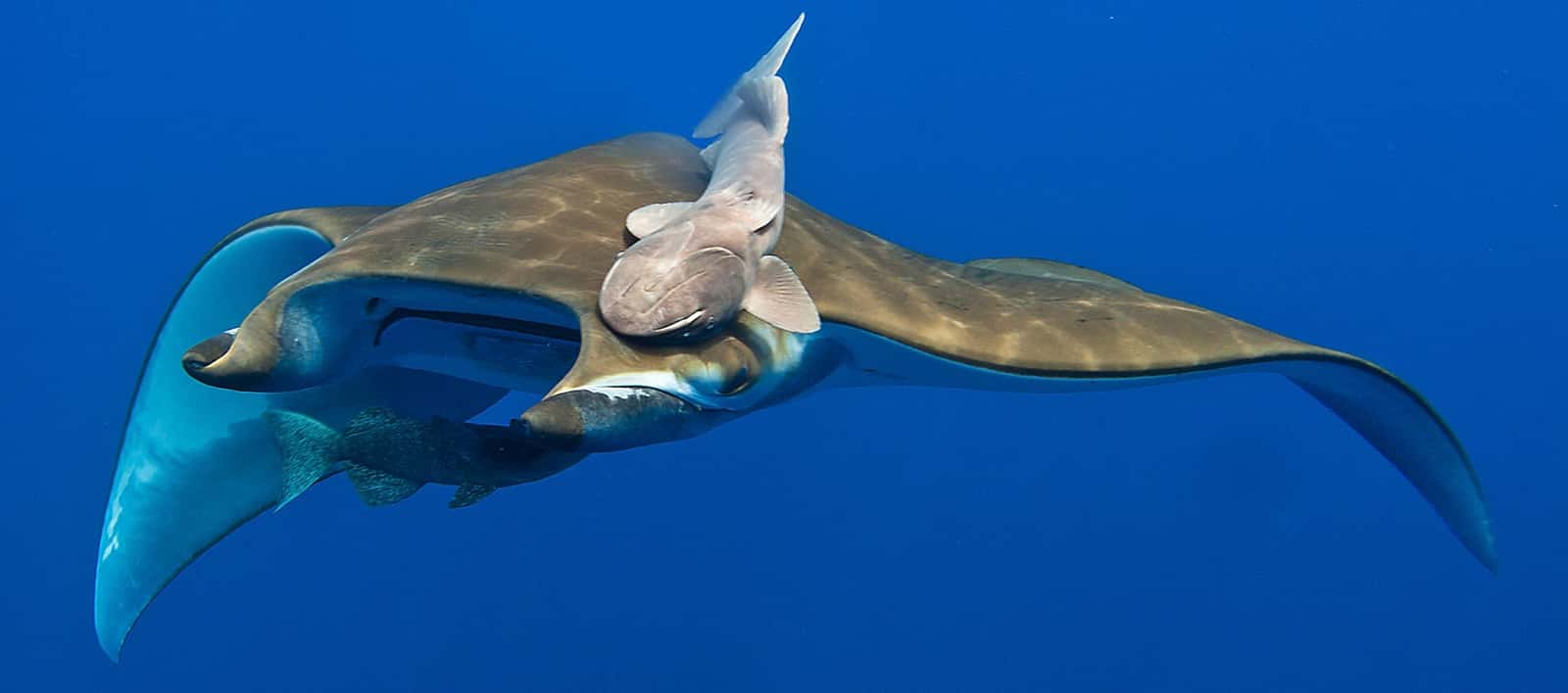 Dive Azores — photo 2