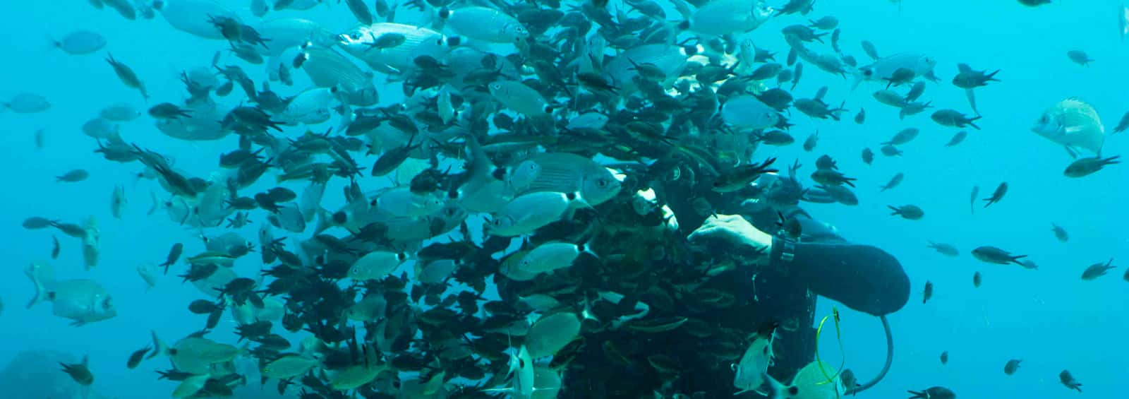 Santorini Dive Center — photo 3