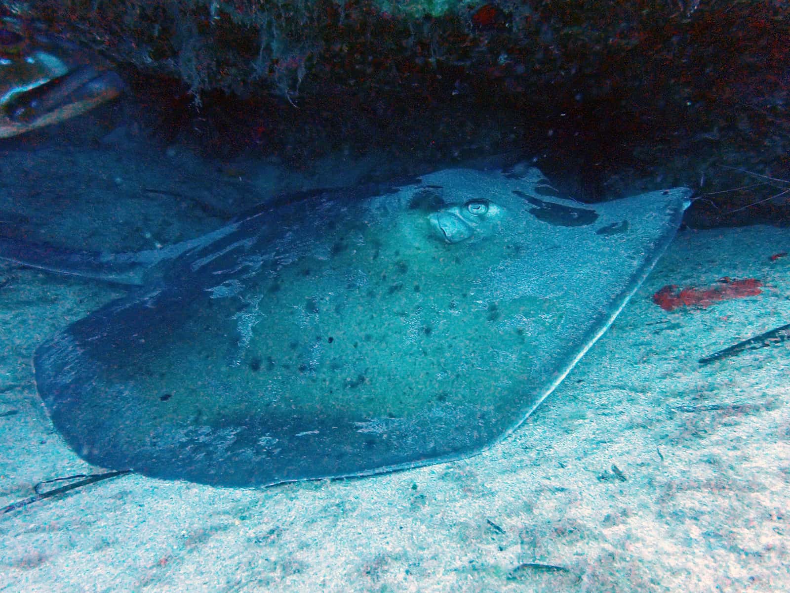 Dive Pro Fuerte — photo 3