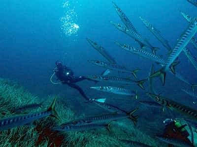 Divestar Ibiza — photo 3