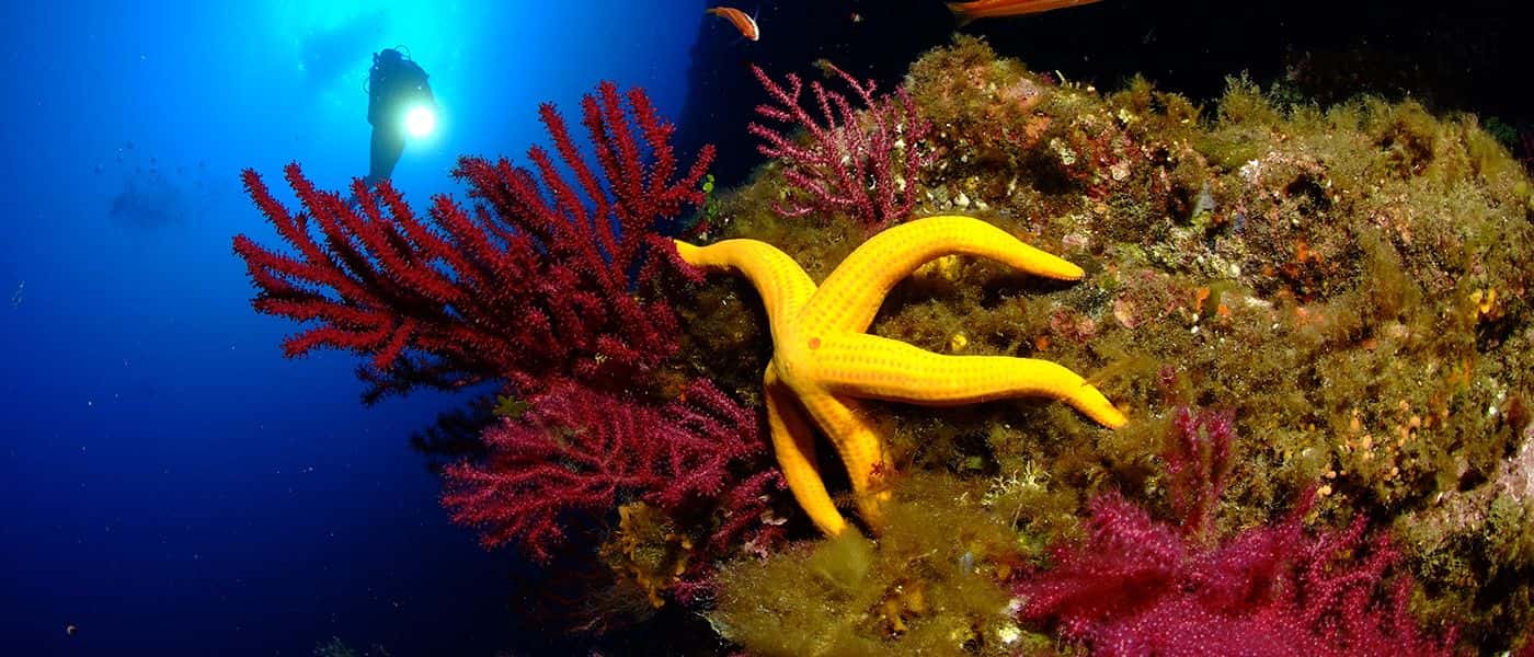 Diving Corsica Sports