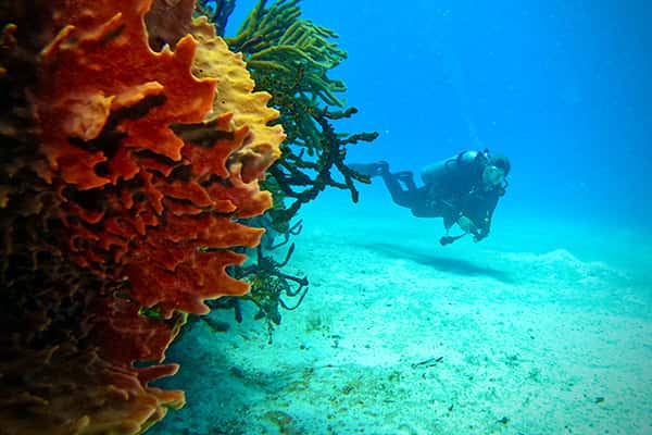 Diving Dominican Republic (Sharky's Shop) — photo 3