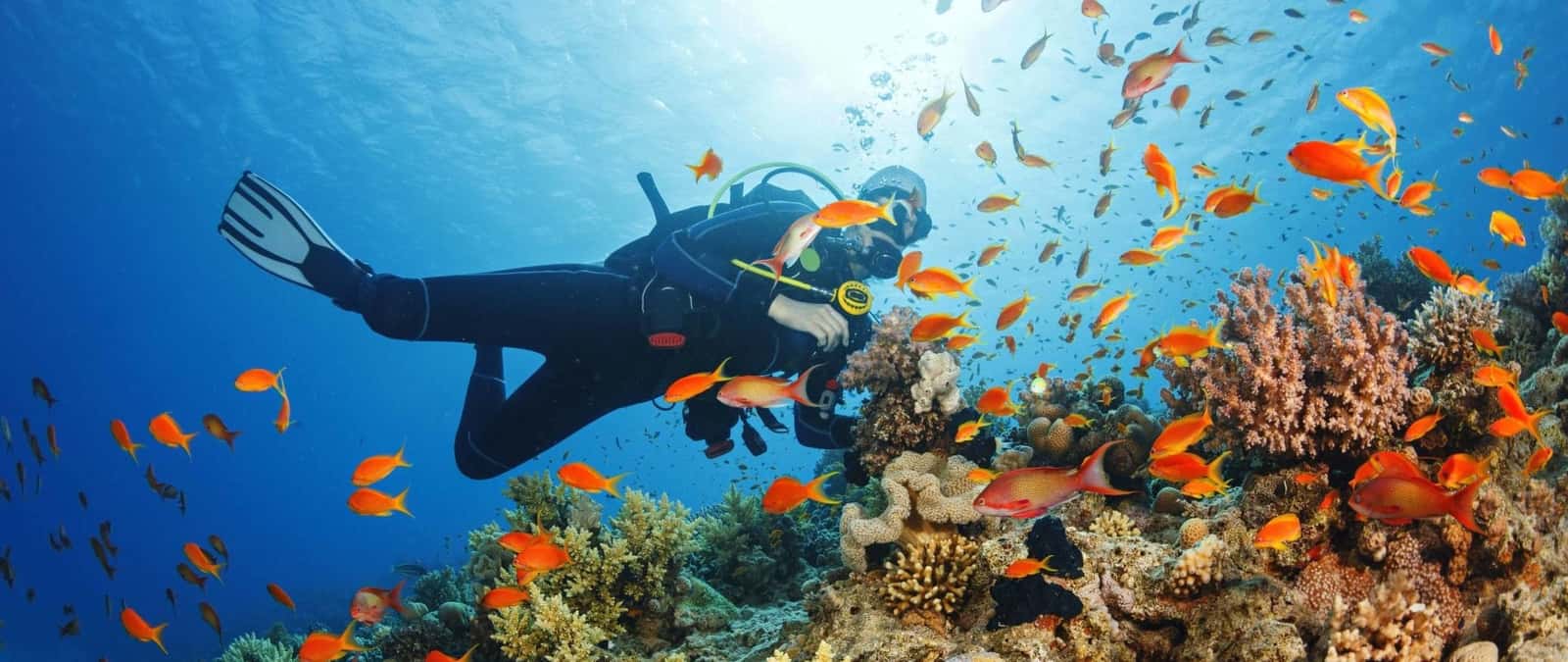 Scuba Tours