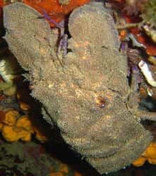 Diving Store — photo 4