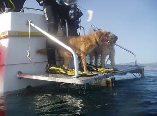 YellowSub Tarifa — photo 5