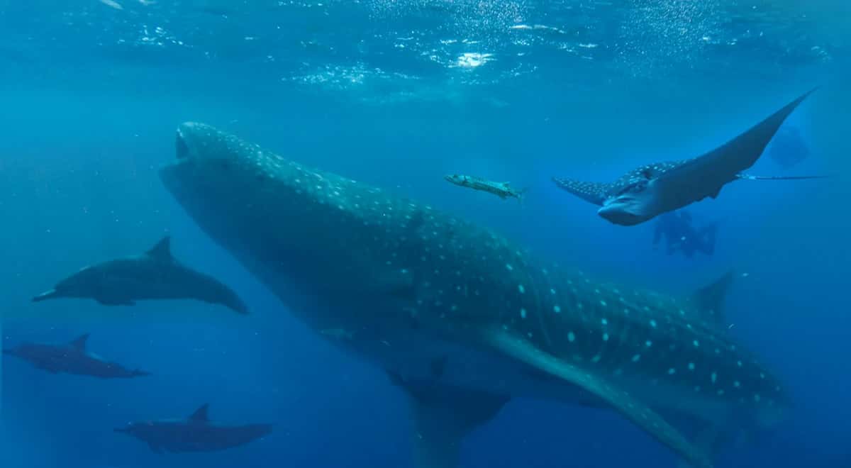 Captain Morgan's Dive Center