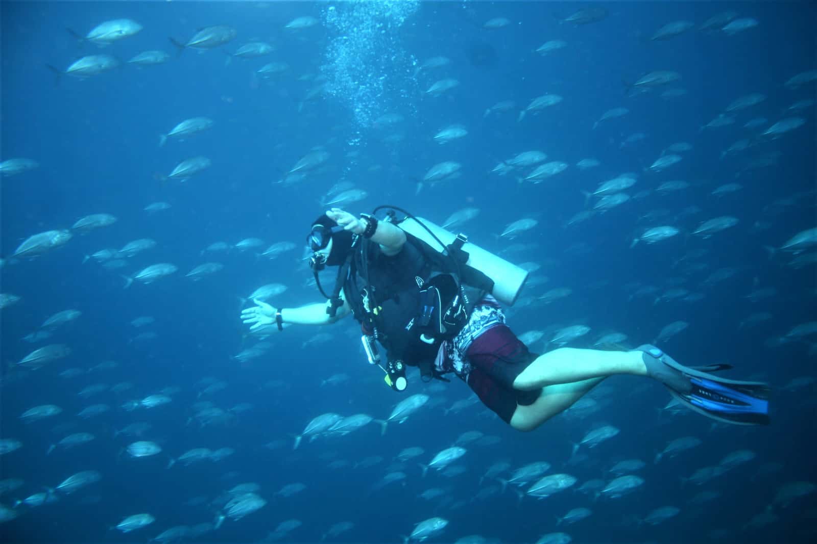 Dolphin Dive Baja — photo 2