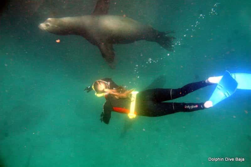 Dolphin Dive Baja — photo 3