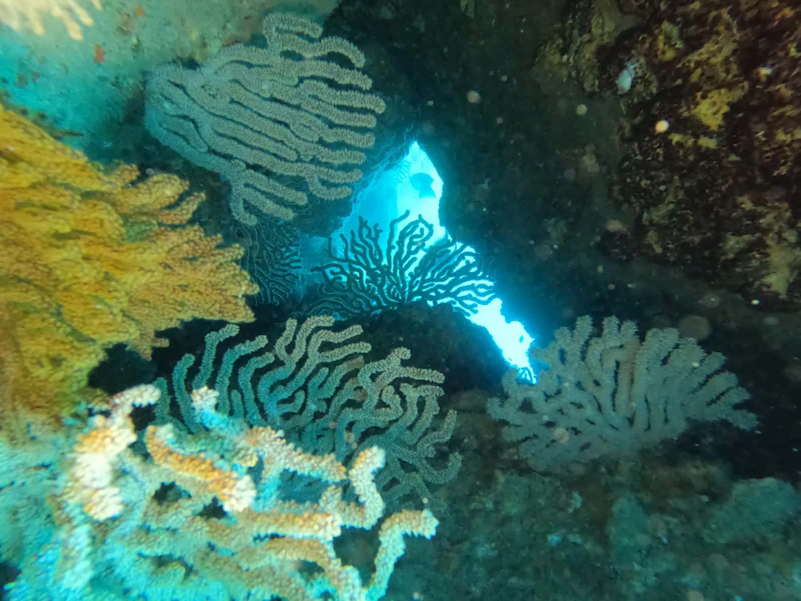 Dolphin Dive Baja — photo 1