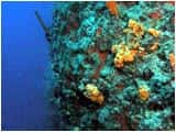 Erman Dive Center